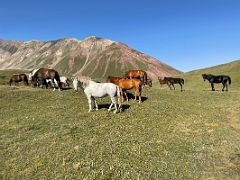 04B Horses block the trail to the shoulder of Pik Petrovski on day hike from Ak-Sai Travel Lenin Peak Base Camp 3600m