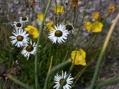 05A White daisies and yellow wildflowers near Ak-Sai Travel Lenin Peak Base Camp 3600m