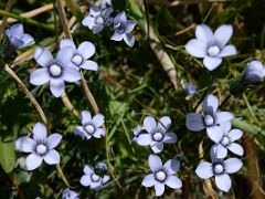 05B Light coloured wildflowers with four and five petals near Ak-Sai Travel Lenin Peak Base Camp 3600m