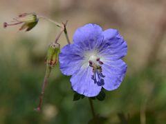 05D Purple wildflower with five petals near Ak-Sai Travel Lenin Peak Base Camp 3600m