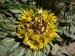 05E A cluster of yellow daisy wildflower near Ak-Sai Travel Lenin Peak Base Camp 3600m