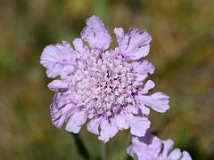 05F A cluster of light coloured wildflowers near Ak-Sai Travel Lenin Peak Base Camp 3600m