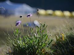 05G Wildflowers grow next to Ak-Sai Travel Lenin Peak Base Camp 3600m