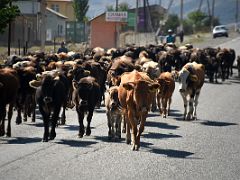 04C A traffic jam of cows on the Pamir Highway from Osh Kyrgyzstan toward Chirchik Pass on the way to Lenin Peak Base Camp