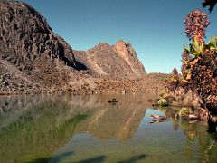 04A Giant Groundsels Hug Oblong Tarn After The Descent From Hausburg Col On The Mount Kenya Trek October 2000