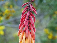 05C Wollastons Aloe Colourful Wildflower At Judmaier Camp (Old Moses Camp) On The Mount Kenya Trek October 2000