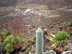 09A From Hut Tarn We Returned Back To Shiptons Camp With Giant Groundsels And Lobelia Telekii On The Mount Kenya Trek October 2000