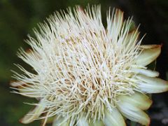 05 White Wildflower On Descent To Chogoria On The Mount Kenya Trek October 2000