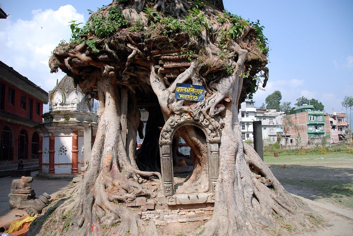 15 Kathmandu Gokarna Mahadev Temple Tree Shrine With Shiva Lingam