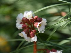 04B Flower Close Up Botanical Garden Real Jardin Botanico Madrid Spain