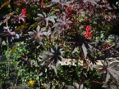 06C Red Flowers And Plants Botanical Garden Real Jardin Botanico Madrid Spain