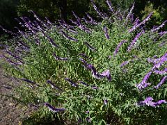 07A Salvia leucantha Mexican bush sage Botanical Garden Real Jardin Botanico Madrid Spain