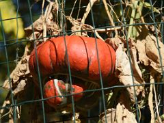 07B Turban squash also known as Turks turban Botanical Garden Real Jardin Botanico Madrid Spain