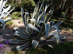 10B Agave Americana marginata Mexico Botanical Garden Real Jardin Botanico Madrid Spain