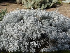 11A Senecio viravira dusty miller Botanical Garden Real Jardin Botanico Madrid Spain