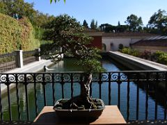 14A Bonsai Tree Botanical Garden Real Jardin Botanico Madrid Spain