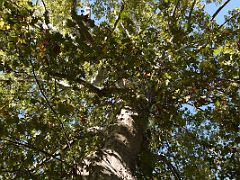 17B Oak Tree Botanical Garden Real Jardin Botanico Madrid Spain