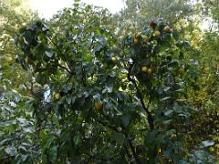 18A Quince (cycondia oblonga) Botanical Garden Real Jardin Botanico Madrid Spain