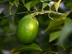 18B Meyer Lemon Botanical Garden Real Jardin Botanico Madrid Spain