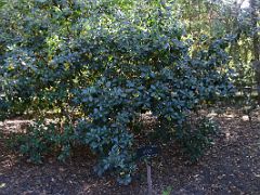 18C Madrono arbutus unedo Strawberry Tree Botanical Garden Real Jardin Botanico Madrid Spain