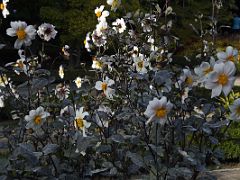 19B Daisies Botanical Garden Real Jardin Botanico Madrid Spain