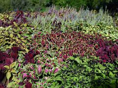 19C Colourful Plants Botanical Garden Real Jardin Botanico Madrid Spain