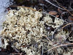 06B Cream Coloured Plant On Bylot Island On Day 3 Of Floe Edge Adventure Nunavut Canada