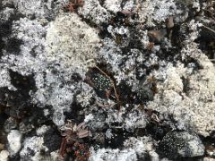 08A White Moss On The Ground On Bylot Island On Day 3 Of Floe Edge Adventure Nunavut Canada