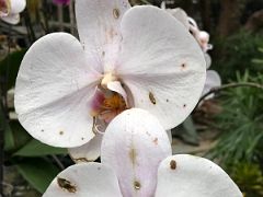 10C White Orchids in Hong Kong Zoological and Botanical Gardens