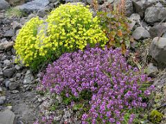 Iceland 12 11 Skaftafell Svinafellsjokull Wildflowers