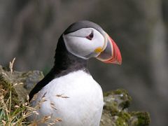 Iceland 13 06 Dyrholaey Puffin