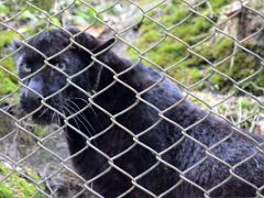 06C Black Leopard At Padmaja Naidu Himalayan Zoological Park In Darjeeling Near Sikkim India