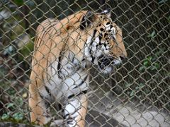 06E Royal Bengal Tiger At Padmaja Naidu Himalayan Zoological Park In Darjeeling Near Sikkim India