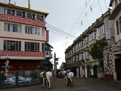 07B Horses In The Mall In Darjeeling Near Sikkim India