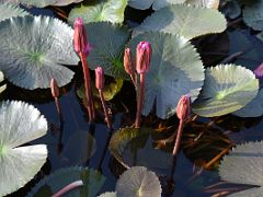 01B Lotus Flowers In The Fountain Set In Beautiful Grounds At The Thai Temple At Sarnath India