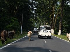 04A After Siliguri The Driving Was Fast Through Sivoke Forest On NH10 Except To Avoid Cows On The Way From Bagdogra Airport To Gangtok Sikkim