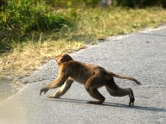 12B Monkeys Abound Next To The NH10 Highway As It Nears Rangpo On The Way To Toward Gangtok Sikkim