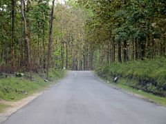 03A Trees Surround Highway 10 On The Way From Teesta Bridge To Gangtok Sikkim