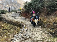 10C You Can Also Ride A Yak On The Short Trail Around Tsomgo Lake Sikkim India