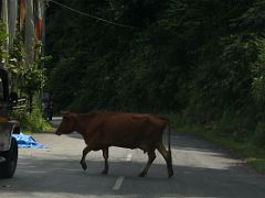 05B Watch Out For Cows On The Drive From Gangtok To Mangan And Lachen Sikkim India