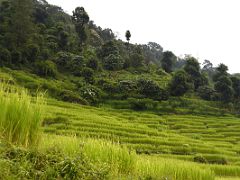 10B Green Verdant Rice Terrace Fields On The Drive From Mangshila To Mangan And On To Lachen Sikkim India