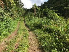 11B We walked down the path surrounded by green plants and trees on our nature walk and coffee tour at Holywell Blue Mountains near Kingston Jamaica