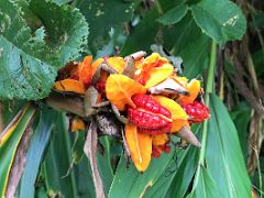 12A Exotic fruit on a tree on our nature walk and coffee tour at Holywell Blue Mountains near Kingston Jamaica