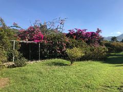 02A Bougainvillea walk in the Royal Botanical Hope Gardens Kingston Jamaica