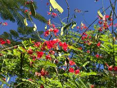 09B A shady Poinciana tree adorned with red flowers ablaze in the warm Jamaican sun Chinese Garden Royal Botanical Hope Gardens Kingston Jamaica