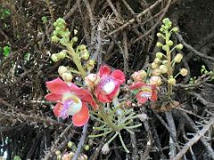 12B The exotic Cannonball tree from South America has beautiful, fragrant flowers Chinese Garden Royal Botanical Hope Gardens Kingston Jamaica