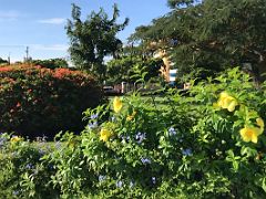 05 Tropical flowers and colourful trees in the warm Jamaican sun in beautiful Emancipation Park Kingston Jamaica