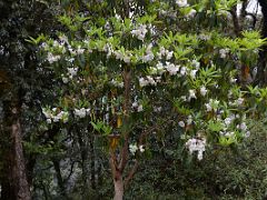 06C White Rhododendron As The Climb Nears Bakhim On The Goecha La Kangchenjunga Trek