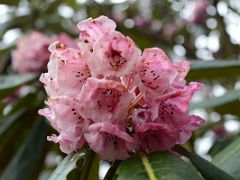 12B Pink Rhododendron Flowers Between Tshoka And Phedang On The Hike To Dzongri On The Goecha La Kangchenjunga Trek