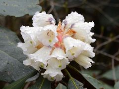 12C White Rhododendron Flowers Between Tshoka And Phedang On The Hike To Dzongri On The Goecha La Kangchenjunga Trek